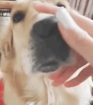 盤它是什么意思什么梗 甭管是啥盤它就對了 2019年首個網絡流行語