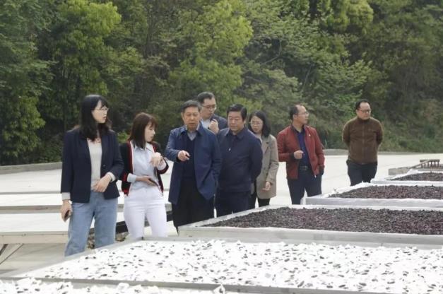 全國人大常委會委員謝廣祥一行領導,深入調研冰雪容黃精產業園