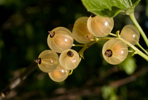 女性吃什么能減少心臟病發的風險?