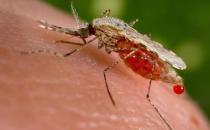 如何防蚊滅蚊？盤點驅蚊滅蚊方法，驅蚊植物