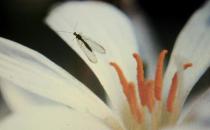 家里有小飛蟲怎么辦？怎樣根除花盆里的小飛蟲