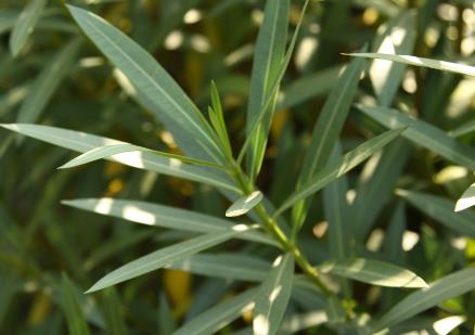 蟑螂防治:防治蟑螂的最有效辦法