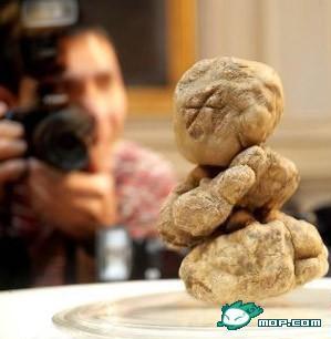 超級富豪才吃得起的食物:巨大的意大利松露-$21,6000
