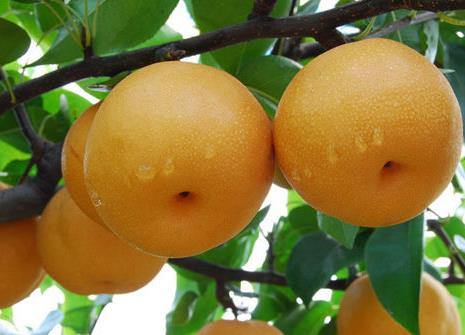 如何挑選梨?吃梨的注意事項