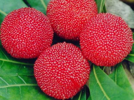 楊梅吃多了會怎么樣？楊梅吃多了會上火嗎