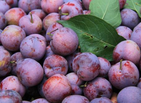 為什么說“桃養人,杏傷人,李子樹下埋死人”?