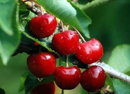 吃櫻桃上火嗎?吃櫻桃的注意事項