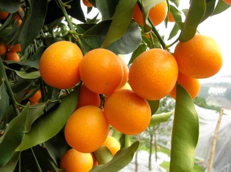 如何保存金桔？吃金桔的注意事項(xiàng)