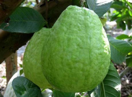 如何保存番石榴?吃番石榴的注意事項