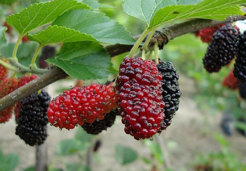 食用桑葚的注意事項(xiàng)-桑葚的功效與作用