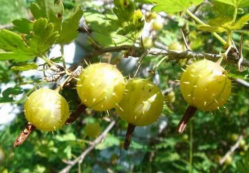 食用刺梨的注意事項(xiàng)-刺梨的功效與作用