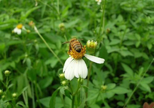 吃蜂王乳要小心，恐致乳房纖維囊腫