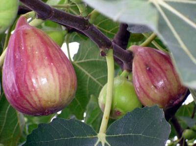 無花果的功效與作用-無花果的營養(yǎng)價(jià)值