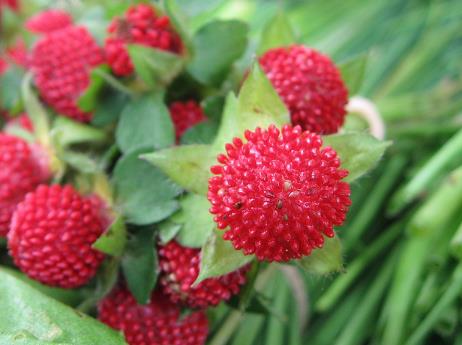 蛇莓有毒嗎?吃蛇莓的食用禁忌