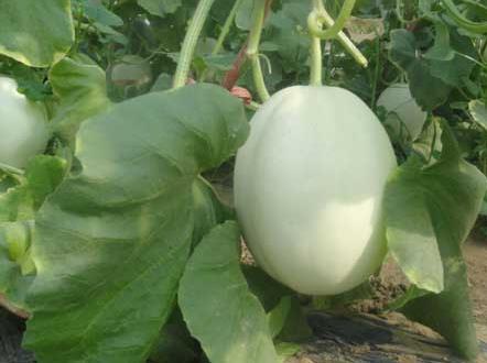 白蘭瓜怎么吃？吃白蘭瓜的食用禁忌