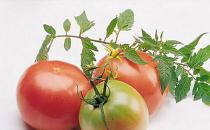 產婦吃什么能催乳？新媽催乳訣竅