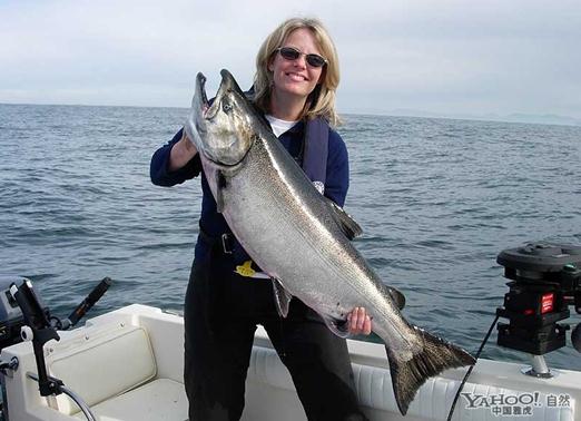 大麻哈魚的營養(yǎng)價(jià)值-大麻哈魚的食療功效