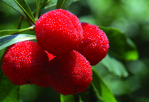 楊梅的功效與作用-楊梅的營(yíng)養(yǎng)價(jià)值