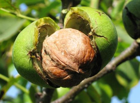 吃核桃有什么好處?核桃的營養(yǎng)價(jià)值、功效與作用