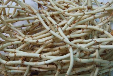 吃折耳根好嗎?魚腥草的功效與作用