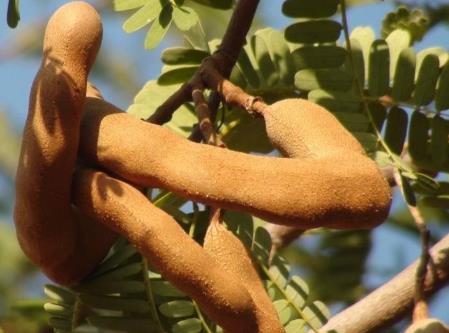 酸角的營養(yǎng)價(jià)值-酸角的功效與作用