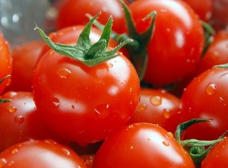 圣女果是轉基因嗎?圣女果的營養價值、功效與作用、食用禁忌