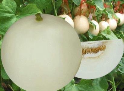 吃香瓜有什么好處?香瓜的功效與作用