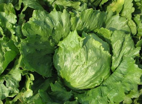 吃生菜有什么好處?生菜的營養(yǎng)價值,生菜的功效與作用