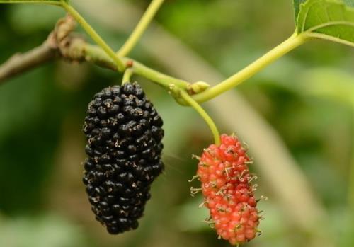 補(bǔ)腎的食物有哪些?女人日常必備四種養(yǎng)腎水果