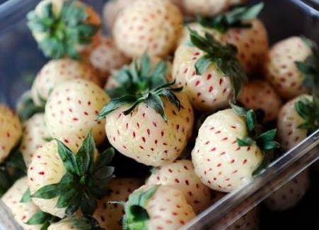 菠蘿莓多少錢(qián)一斤?菠蘿莓如何選購(gòu)