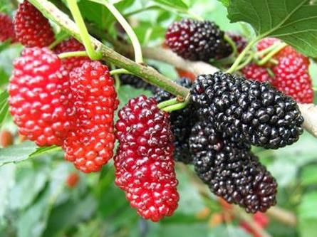 桑葚怎么洗?桑葚的保存方法