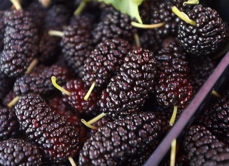 如何挑選桑葚?吃桑葚的食用禁忌