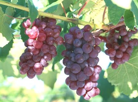 如何挑選葡萄?什么樣的葡萄最甜