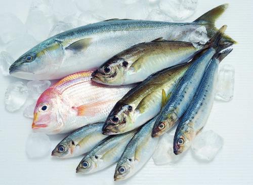 如何鑒別污染魚?鑒別污染魚的方法與技巧