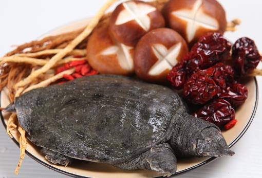 如何挑選甲魚?甲魚的挑選方法