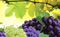 葡萄上市季：多食生內熱，易腹瀉