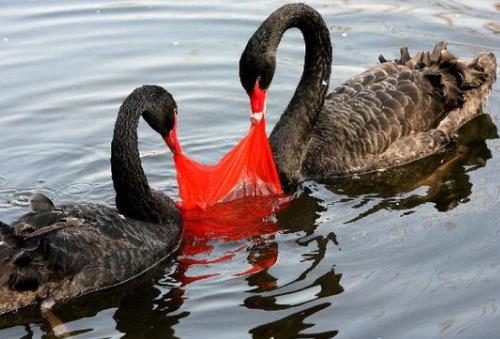 塑料袋對環境的危害有哪些?塑料袋的毒性