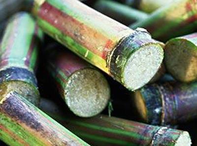 吃了發霉甘蔗中毒怎么辦?甘蔗怎么吃才健康