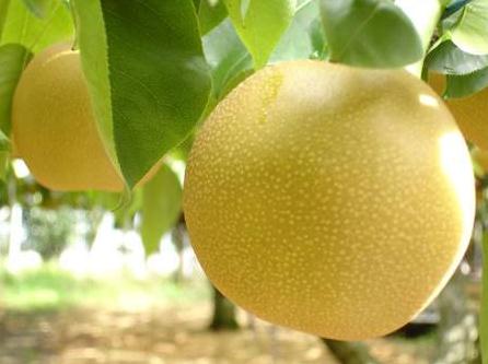 如何鑒別漂白梨?漂白梨的鑒別方法