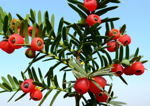 紅豆杉對(duì)家居環(huán)境的影響-紅豆杉的作用