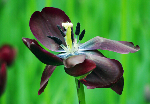 黑美人對家居環(huán)境的影響-黑美人的風(fēng)水學(xué)應(yīng)用