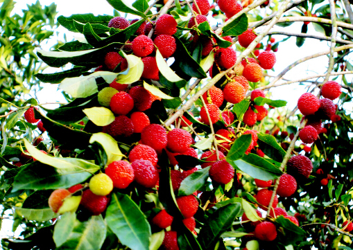 楊梅怎么洗?怎么制作楊梅干