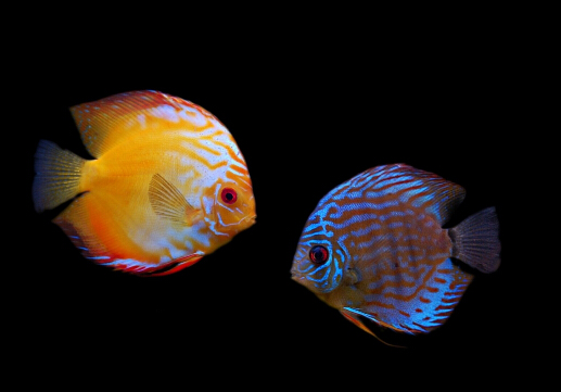 七彩神仙魚的品種-七彩神仙魚的風(fēng)水學(xué)應(yīng)用