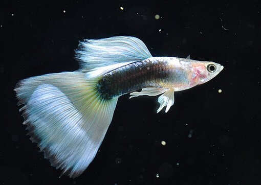 鳳尾魚(yú)的品種介紹-鳳尾魚(yú)的魚(yú)缸擺放位置