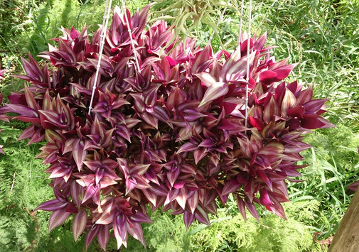 吊竹梅與家居風(fēng)格的搭配-吊竹梅在家居中的作用