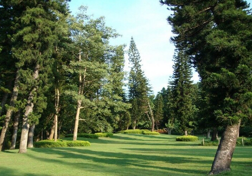 南洋杉與家居風(fēng)格的搭配-南洋杉的風(fēng)水學(xué)應(yīng)用