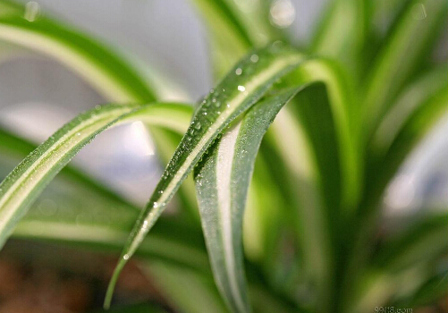 金心吊蘭與家居風(fēng)格的搭配-金心吊蘭的風(fēng)水學(xué)應(yīng)用