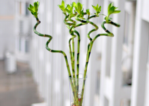 轉運竹的風水學應用-轉運竹的養(yǎng)殖方法