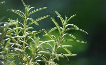 驅(qū)蚊小妙招助你遠離蚊蟲騷擾