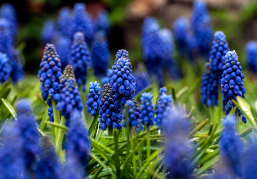 風信子對家居環境的影響-風信子的風水學應用